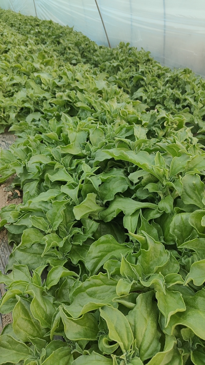 南通趴地菠菜大量货源