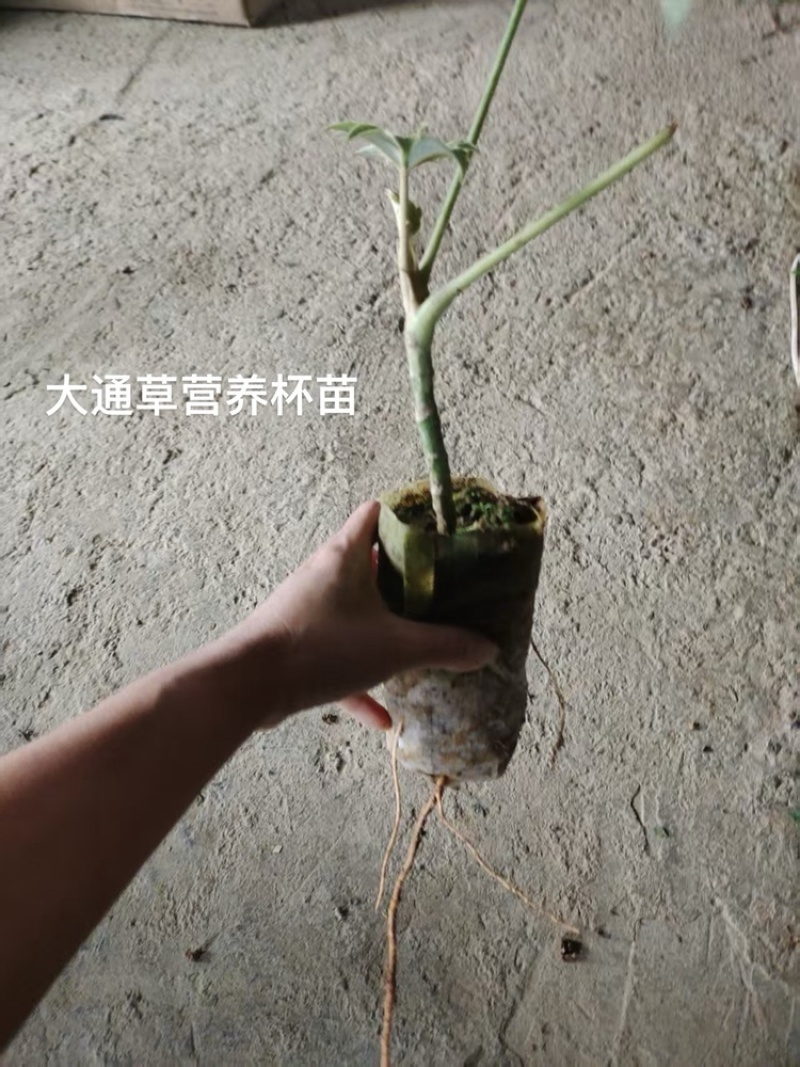 通草苗营养杯营养钵大通草营养袋苗