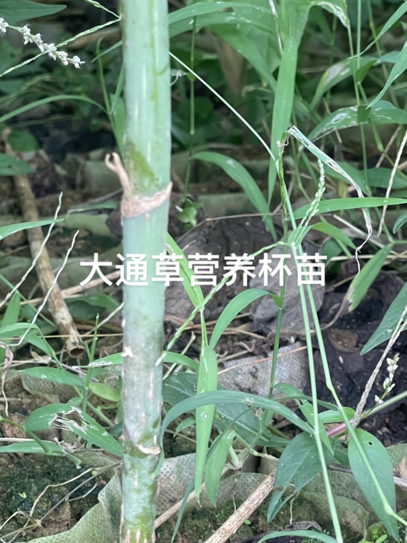 通草苗营养杯营养钵大通草营养袋苗