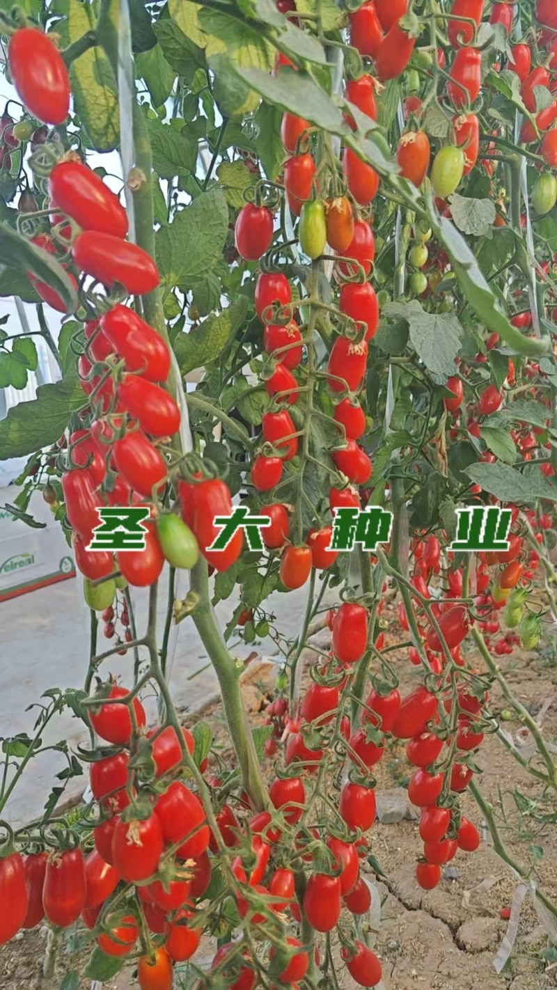 红花生番茄苗口感脆甜抗逆性强不易裂果新手种植优选