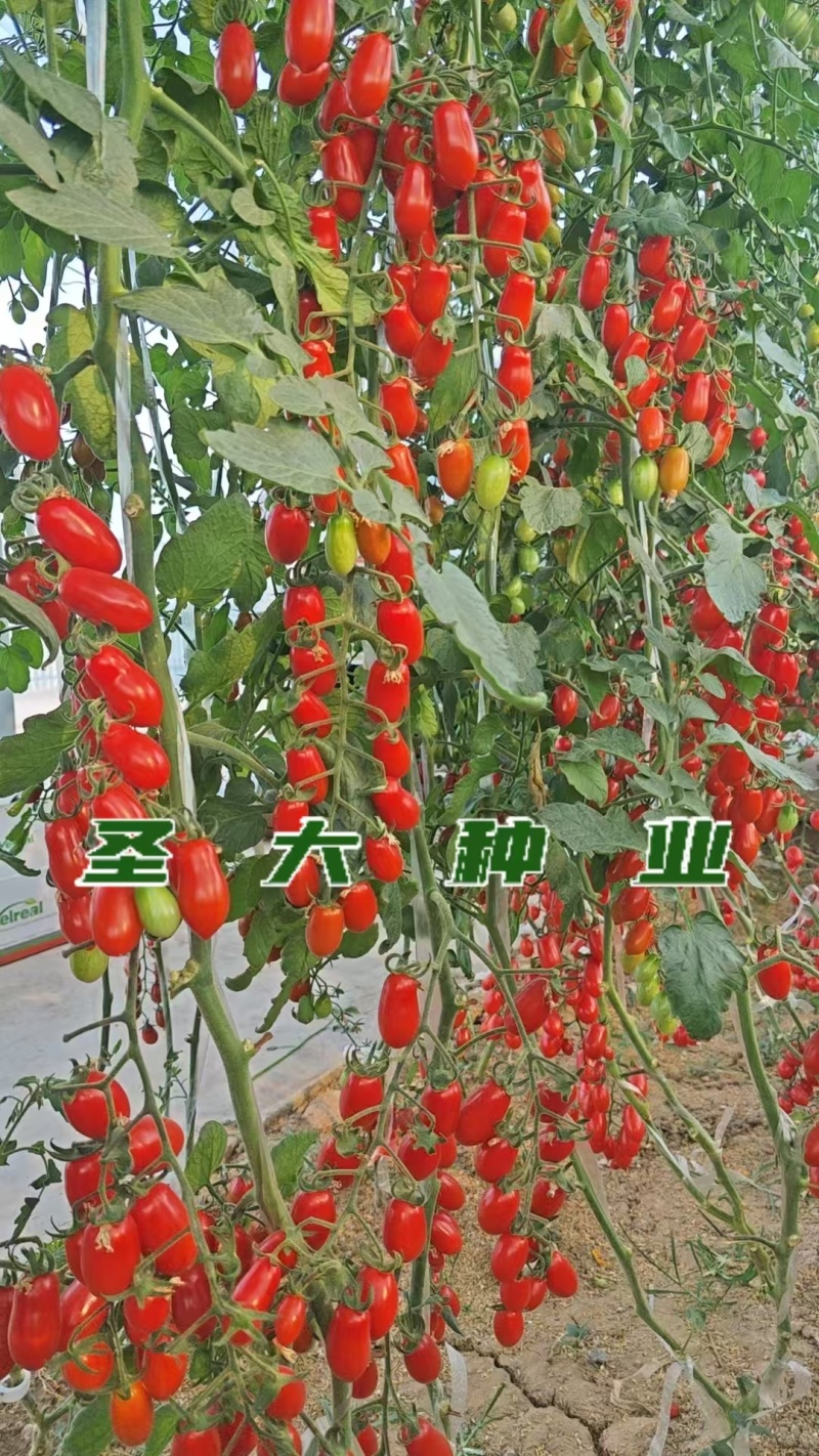 红花生番茄苗口感脆甜抗逆性强不易裂果新手种植优选