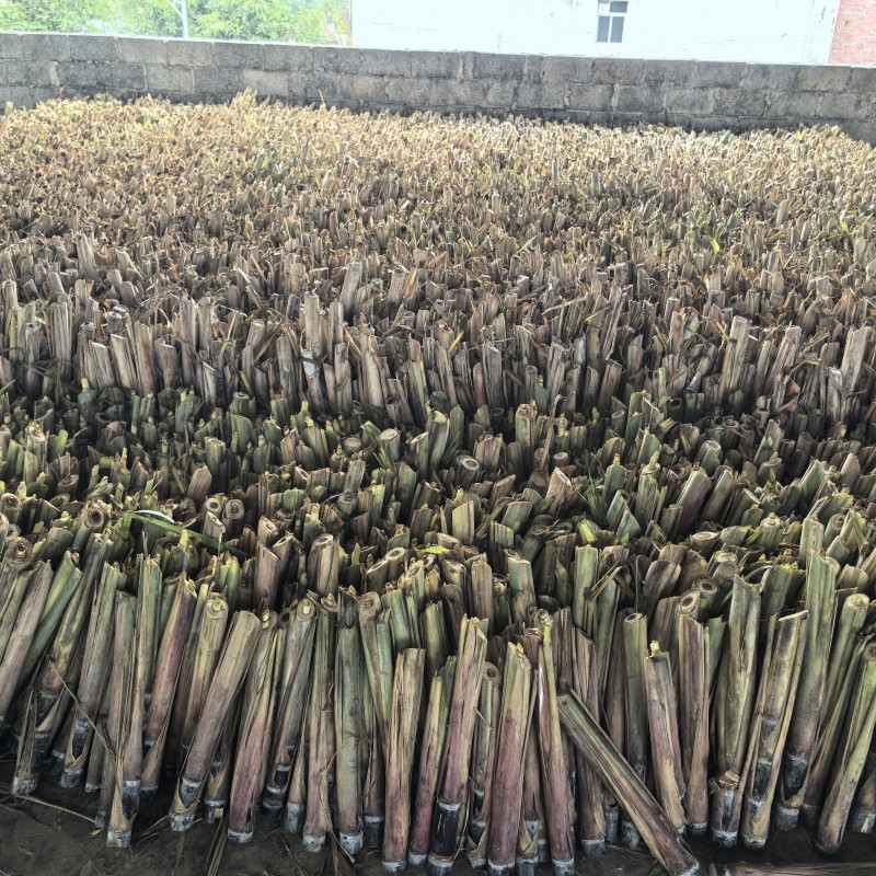 黑皮甘蔗苗正宗广西黑皮水果甘蔗苗大灰种出芽率高南北方适中