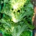 《生菜》河北生菜/精选生菜/产地直发货源充足，颜色光亮，