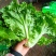 《生菜》河北生菜/精选生菜/产地直发货源充足，颜色光亮，
