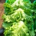 《生菜》河北生菜/精选生菜/产地直发货源充足，颜色光亮，