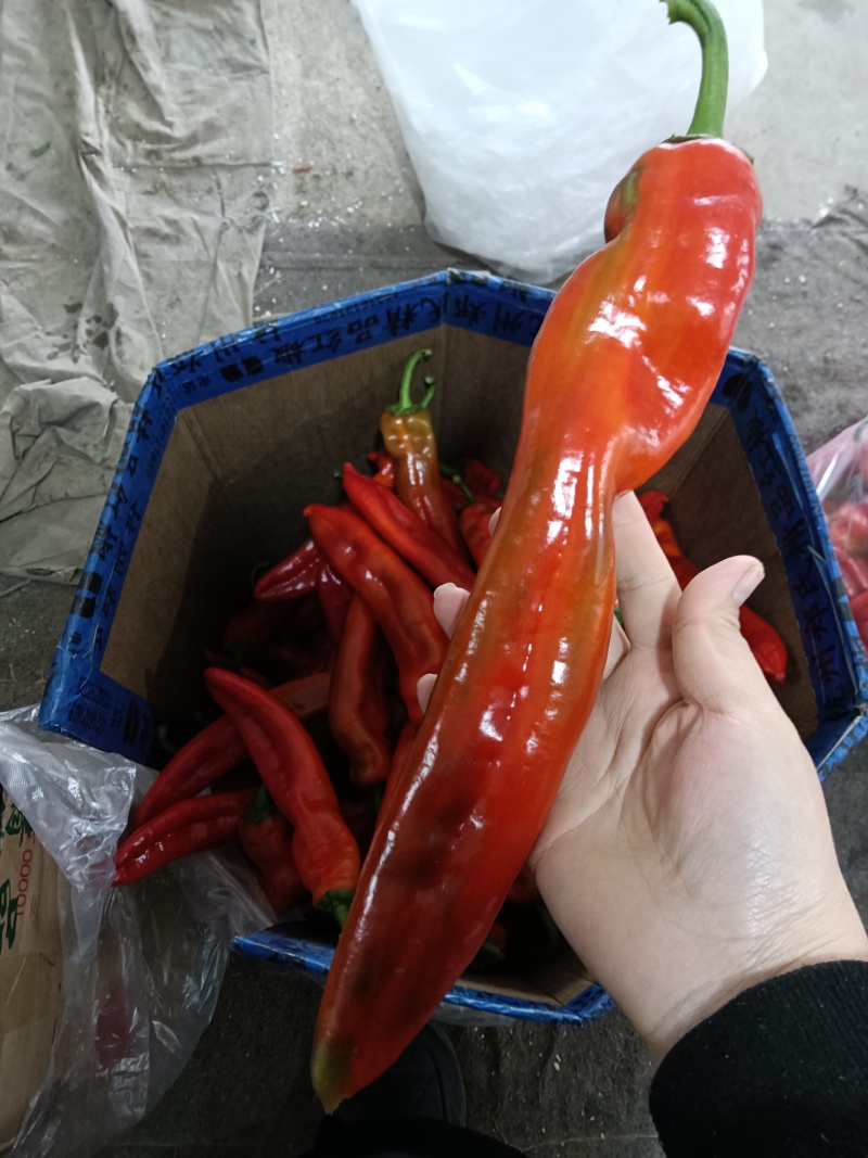 精品红尖椒产地直发货源品质保证可批发零售超市个大色泽好