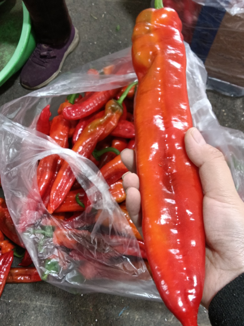 精品红尖椒产地直发货源品质保证可批发零售超市个大色泽好