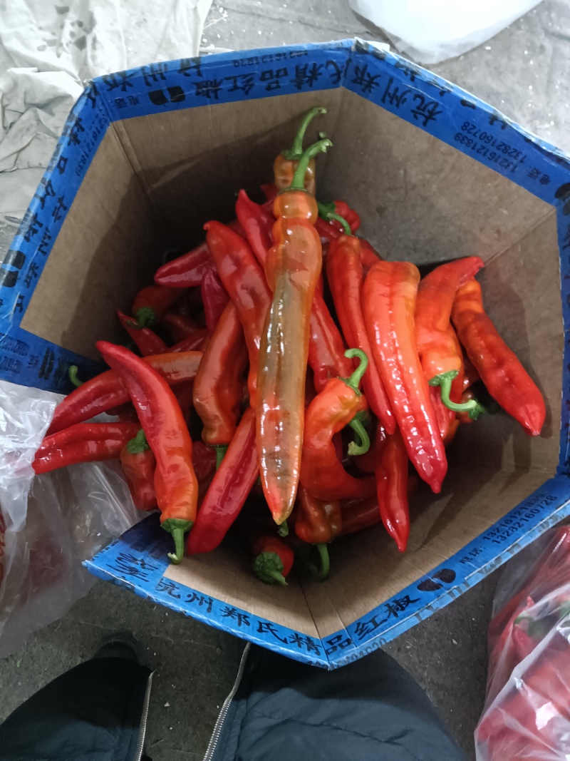 精品红尖椒产地直发货源品质保证可批发零售超市个大色泽好