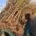 2公分泰山红石榴树苗
