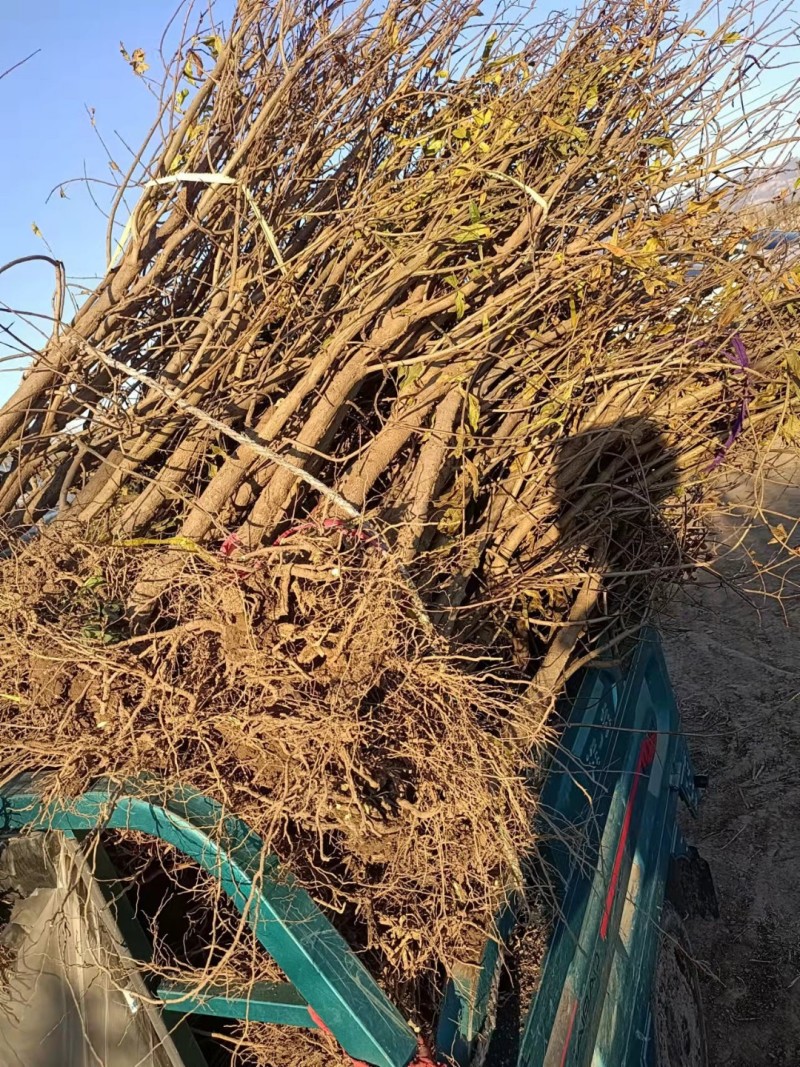 2公分泰山红石榴树苗