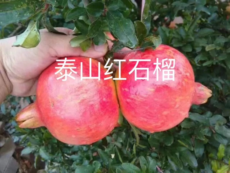 2公分泰山红石榴树苗