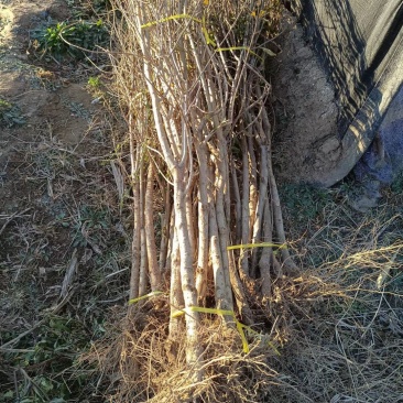 2公分泰山红石榴树苗