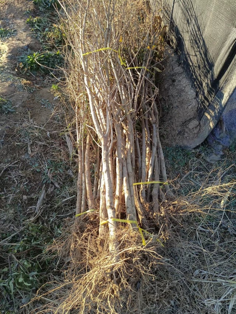 2公分泰山红石榴树苗