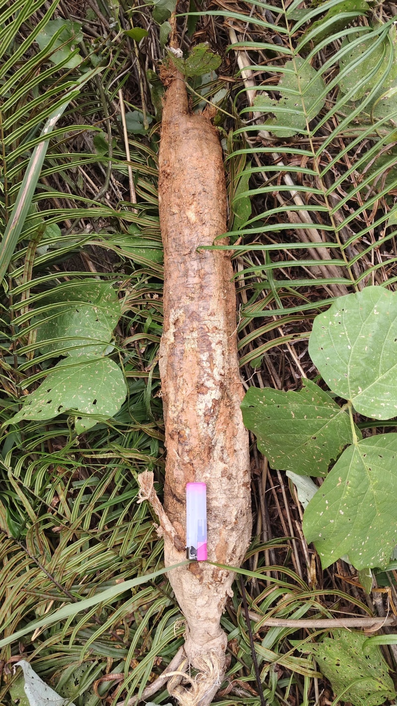 野生葛根