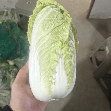 娃娃菜