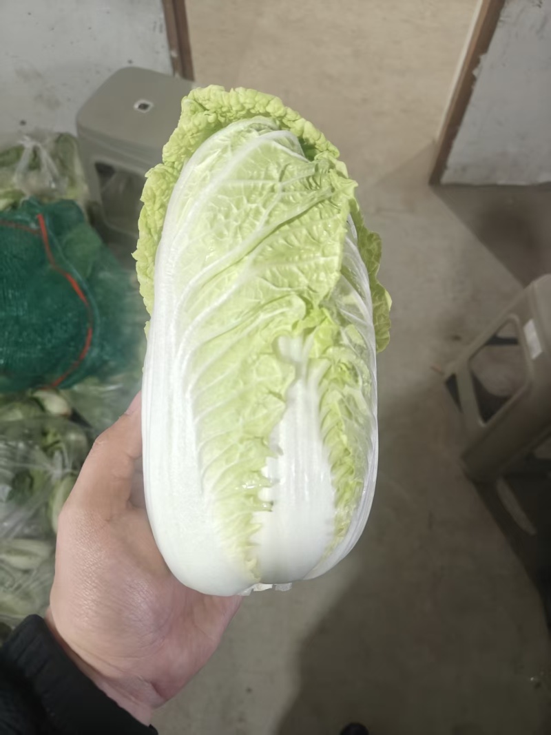 娃娃菜