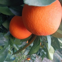 纽荷尔脐橙