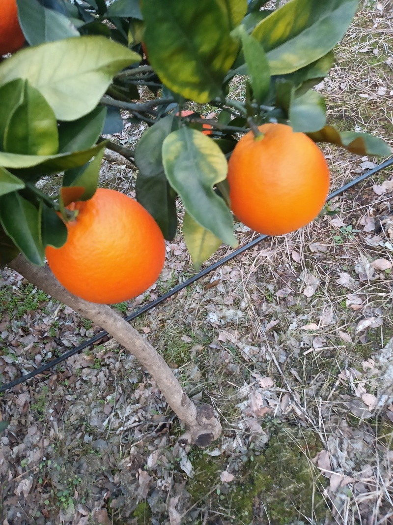 纽荷尔脐橙