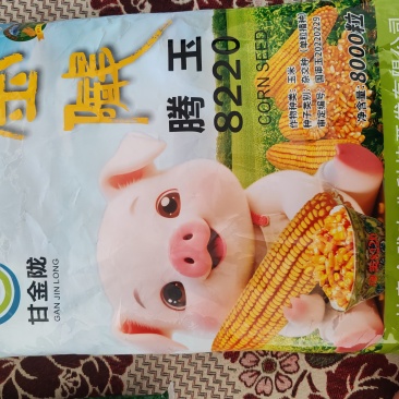 玉米种子