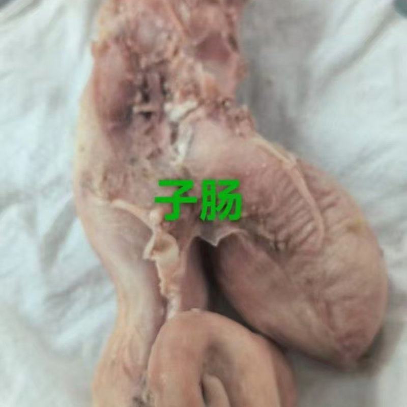 牛嘴巴，一件起发，长期有货，量大从优，欢迎光临！