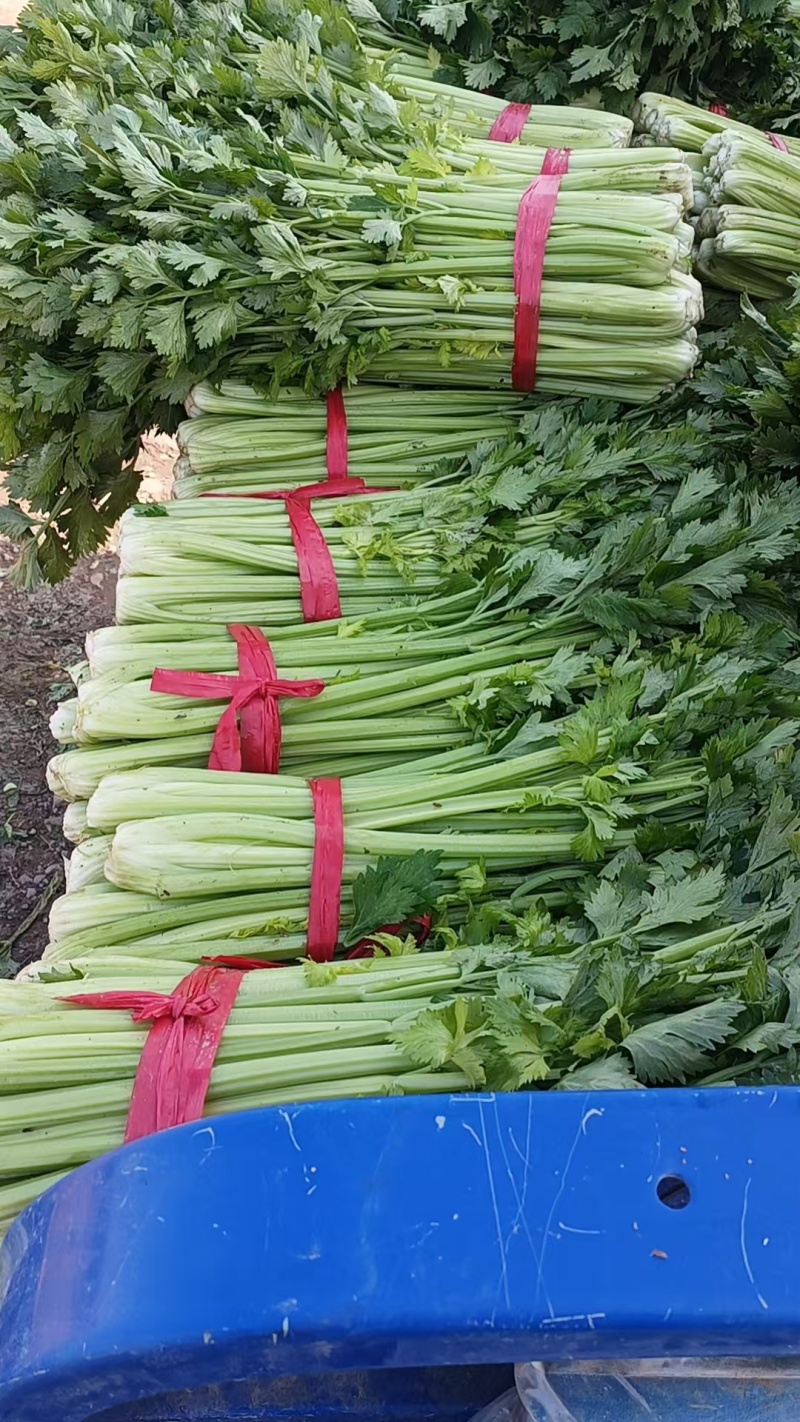 芹菜