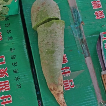 天星02水果萝卜