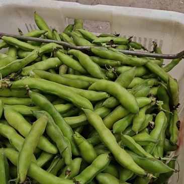 胡豆.蚕豆