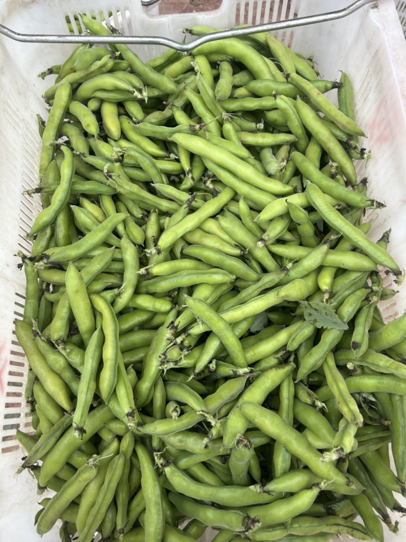 胡豆.蚕豆