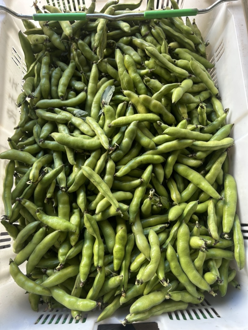 胡豆.蚕豆