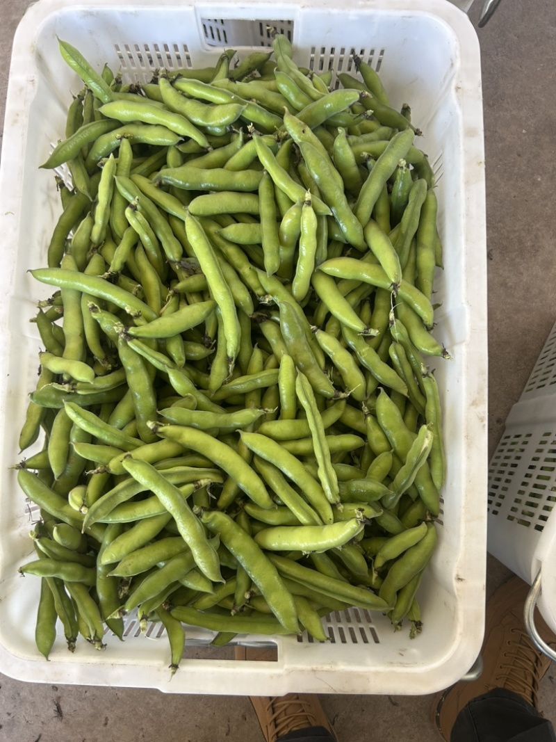 胡豆.蚕豆