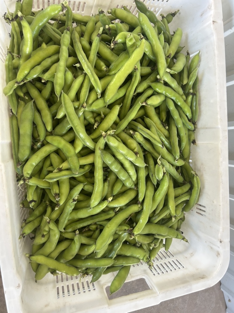 胡豆.蚕豆