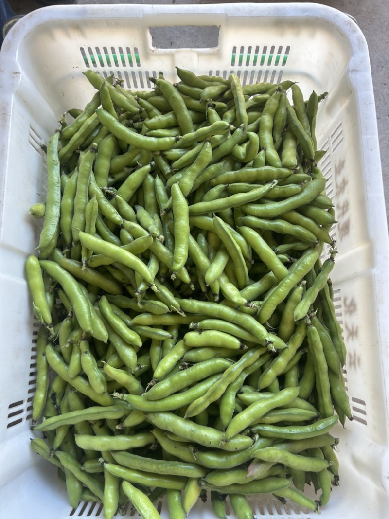 胡豆.蚕豆