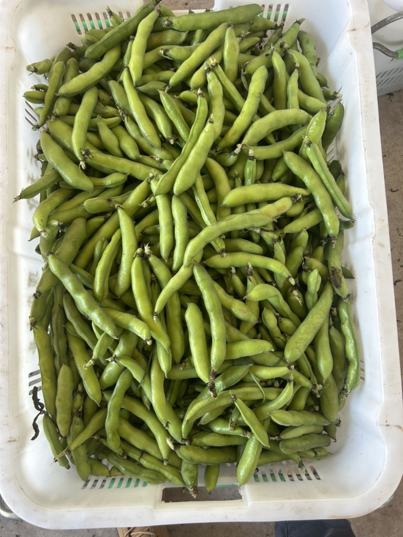 胡豆.蚕豆