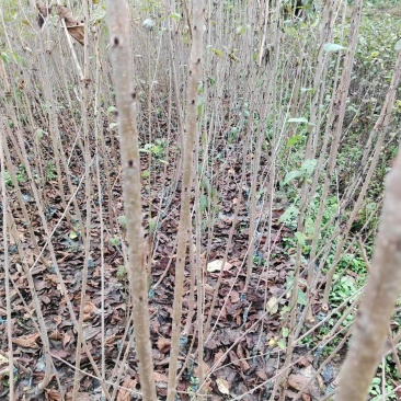 红灯樱桃苗