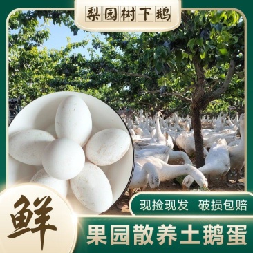 农家梨树下散养鹅蛋批发