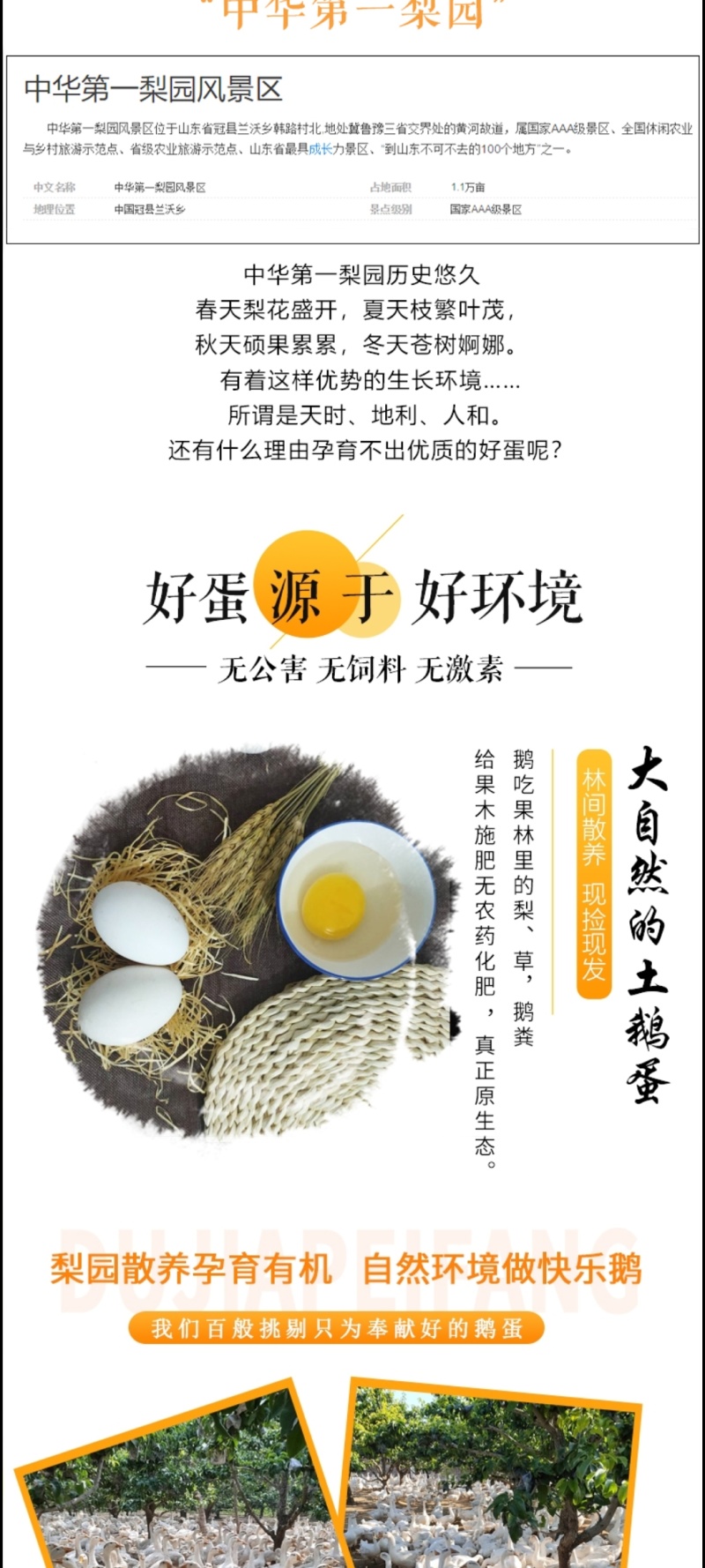 农家梨树下散养鹅蛋批发