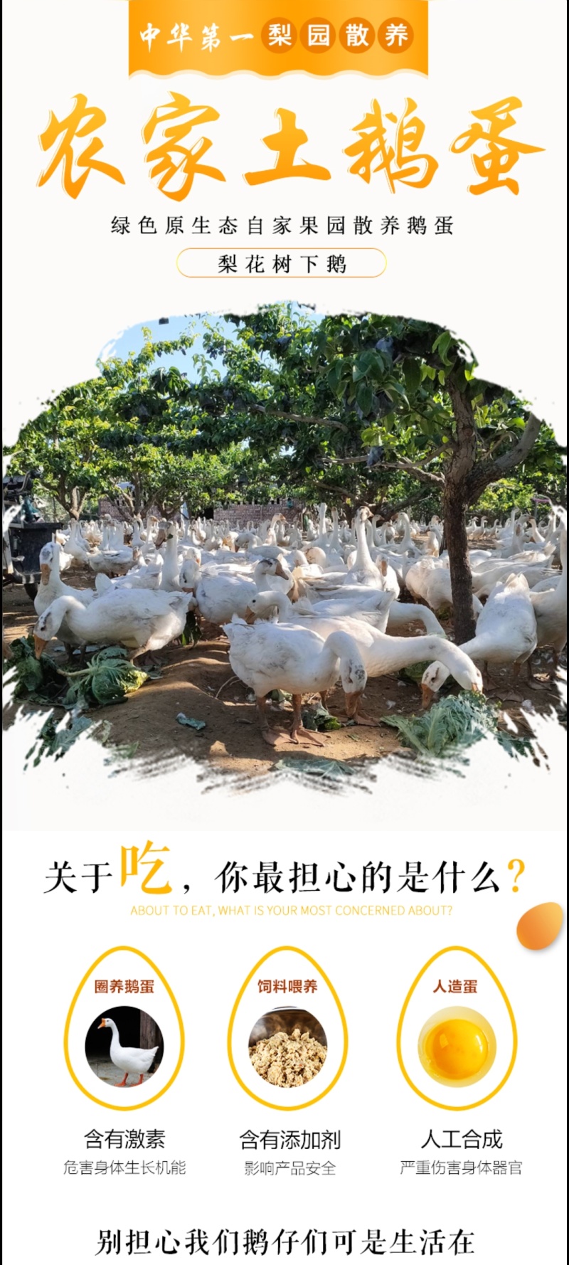 农家梨树下散养鹅蛋批发