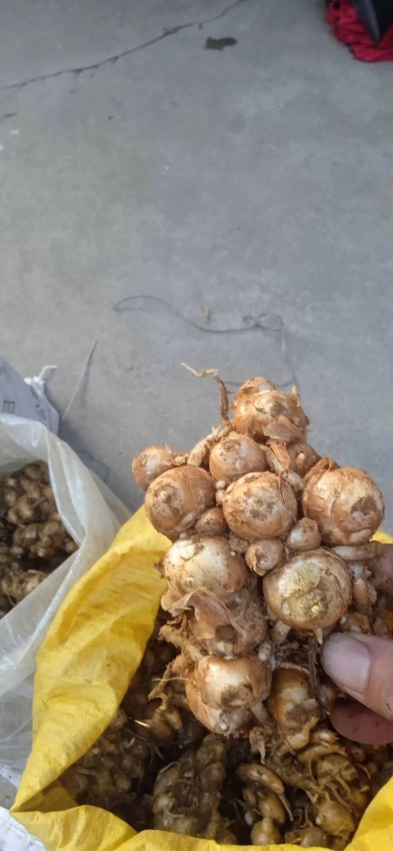 广东一手货源沙姜新鲜上市脆嫩可口价格美丽质量好走货全国