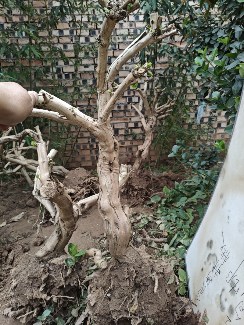 金银花老树桩
