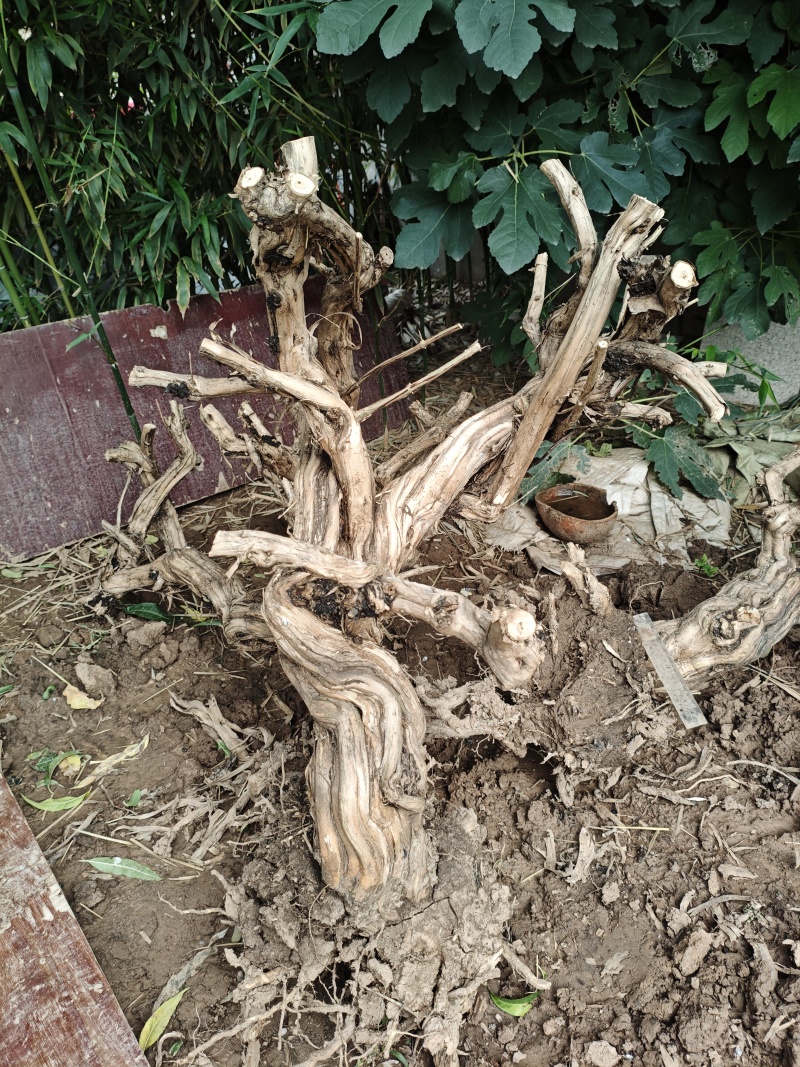 金银花老树桩