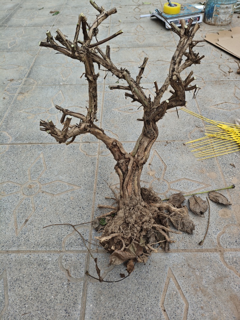 金银花老树桩
