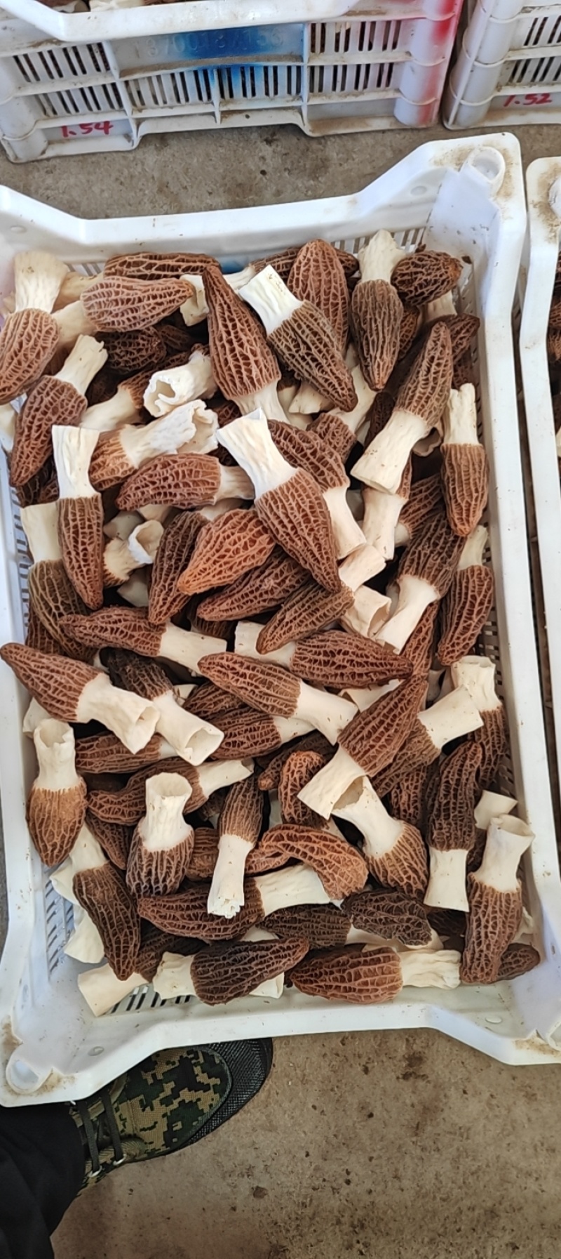 鲜品羊肚菌