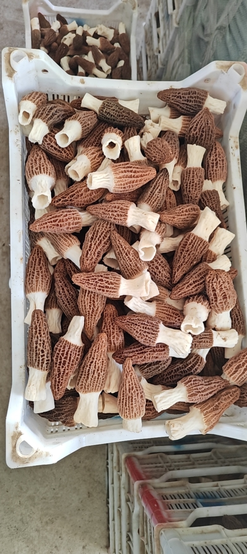 鲜品羊肚菌