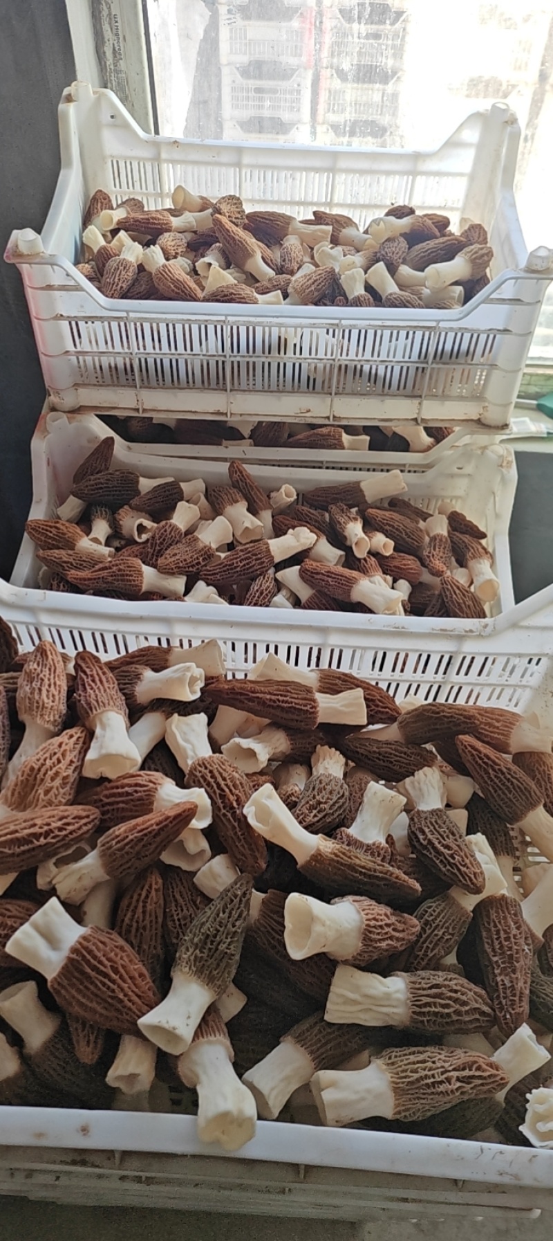 鲜品羊肚菌