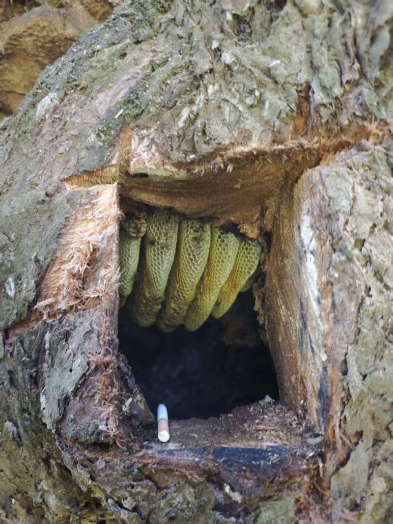 野生蜂蜜