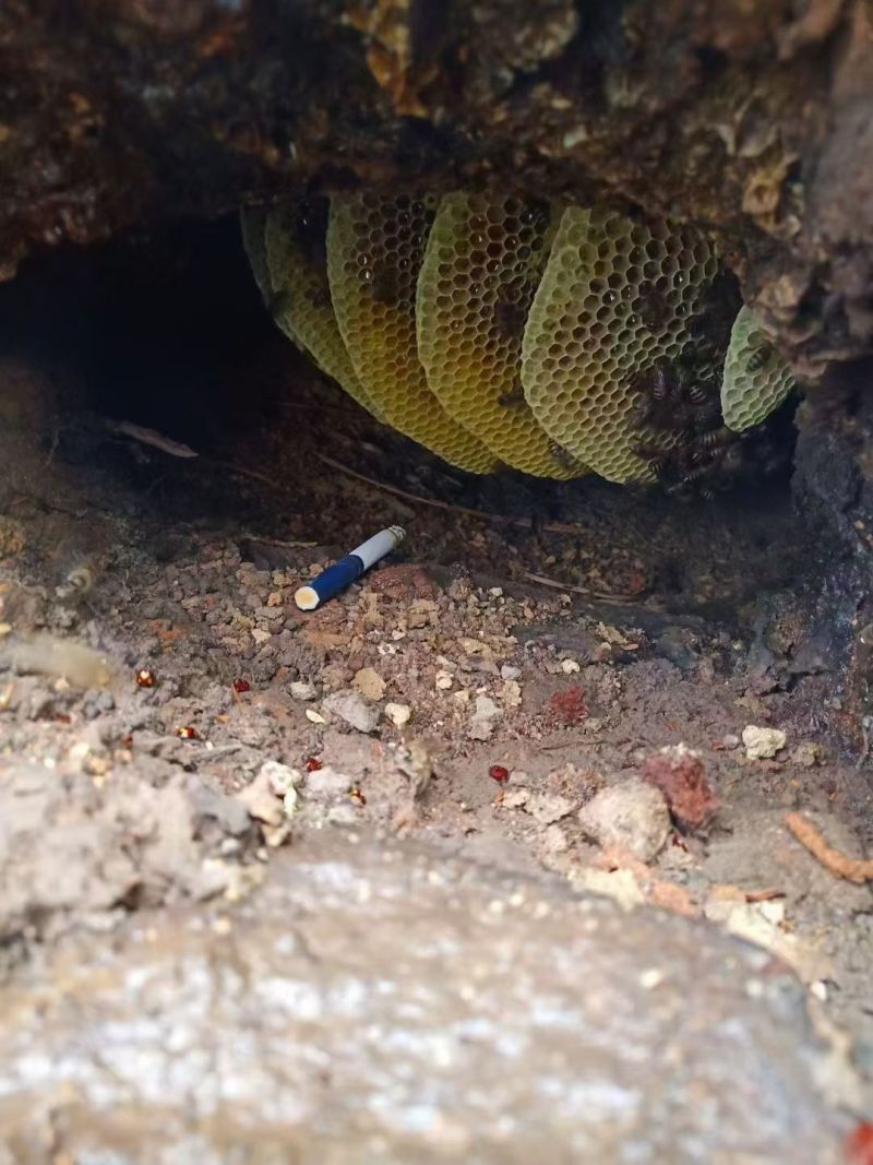 野生蜂蜜