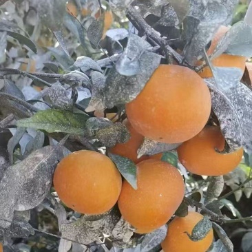 沃柑一手货源产地直发货源稳定