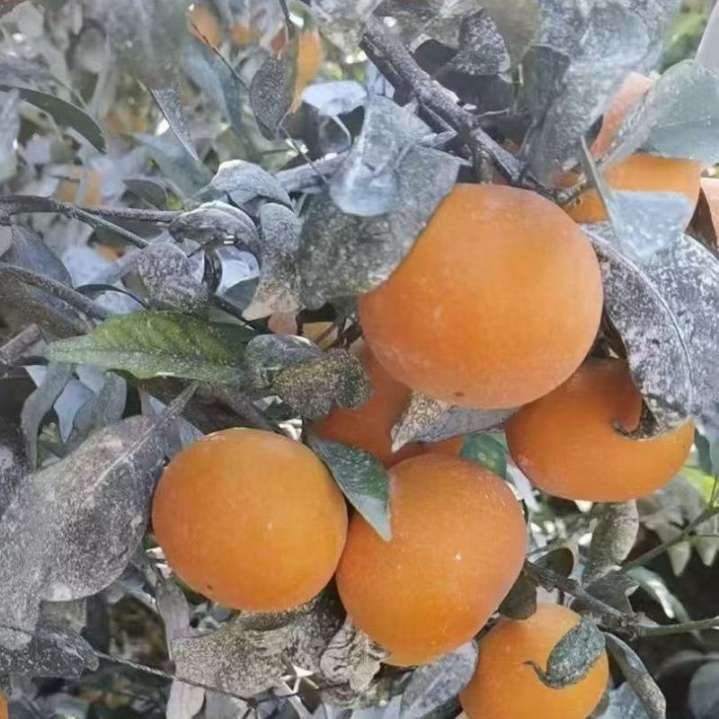 沃柑一手货源产地直发货源稳定