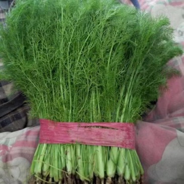 茴香精品通货，量大，欢迎全国各地联系咨询选购吧