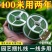 多功能加粗园艺捆扎线辅助爬藤蔓固定器细铁丝包塑扎带